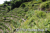 Ischia: il paesaggio del vino 2