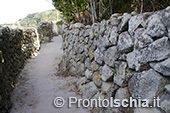 Il tufo verde del Monte Epomeo 10