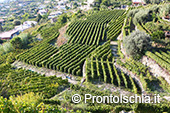 La vendemmia ai Giardini Arimei a Panza 3