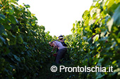 La vendemmia ai Giardini Arimei a Panza 26