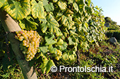 La vendemmia ai Giardini Arimei a Panza 30