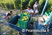 La vendemmia ai Giardini Arimei a Panza 40