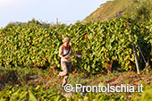 La vendemmia ai Giardini Arimei a Panza 45