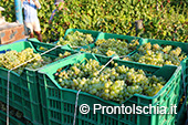 La vendemmia ai Giardini Arimei a Panza 46