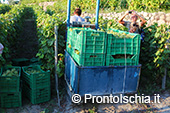 La vendemmia ai Giardini Arimei a Panza 48