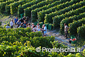 La vendemmia ai Giardini Arimei a Panza 51