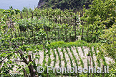 Tra mare e terra. I borghi dell'isola d'Ischia 11