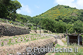 Ischia Bio Tenuta Del Cannavale 10