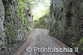 Escursioni a Ischia: dal Bosco della Maddalena a Sant'Angelo 51