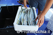 A pesca di lampughe sull'isola d'Ischia 16