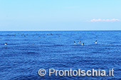 A pesca di lampughe sull'isola d'Ischia 30