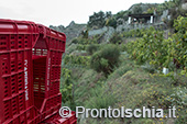 Ischia, Andar per Cantine: Frassitelli al tramonto 3