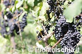 Degustazione di vini DOP (DOC e DOCG) e IGP (IGT): tour a Ischia 2