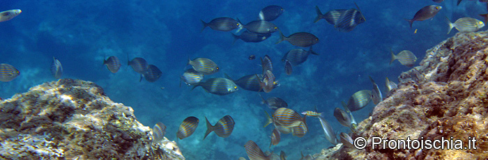 Praticare diving a Ischia